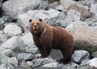 Alaskab (7)  Female grizzly, Alaska
